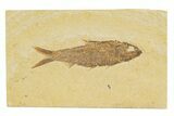 Detailed Fossil Fish (Knightia) - Wyoming #345375-1